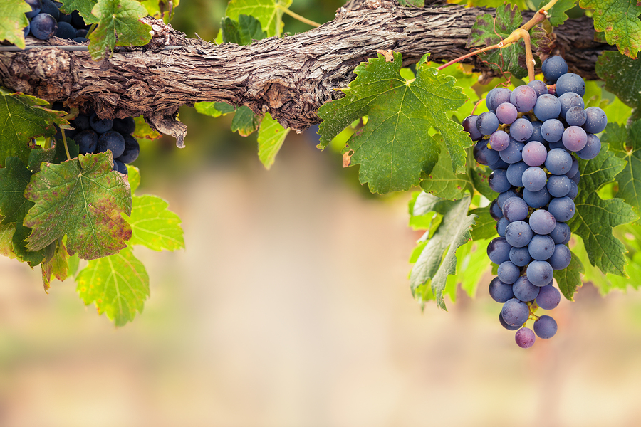 Ripe black grapes on the vine background